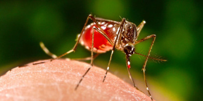 नेपालमा थप ७ सय ६१ जनामा डेंगु रोग पुष्टि, २ को मृत्यु