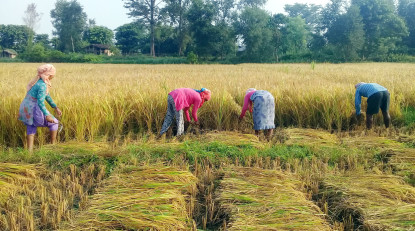 चैते धान लगाउनेको सङ्ख्या घट्दै