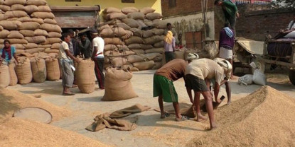 किसानबाट सरकारले किन्यो २७ हजार क्विन्टल धान