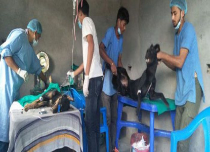 छाडा कुकुर नियन्त्रण गर्न बन्ध्याकरण