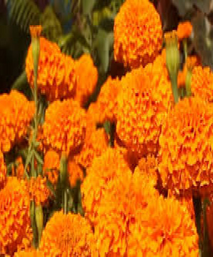 तिहारमा १५ कारोड बढी फूलको कारोबार