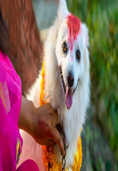 आज नै कुकुर तिहार पनि मनाइँदै