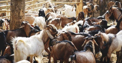 दसैँका लागि ३ हजार खसी बोका ल्याइने