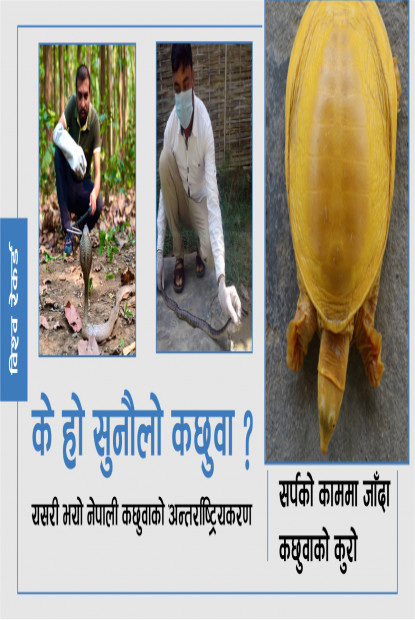 नेपालमा भेटिएको सुनौलो कछुवामा विश्वकै ध्यान