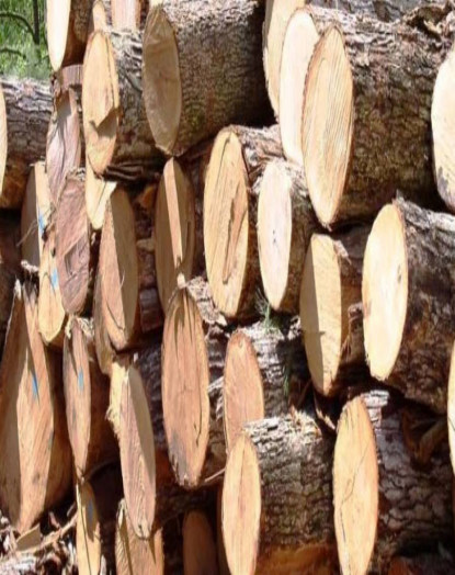 अवैध काठसहित तीन पक्राउ