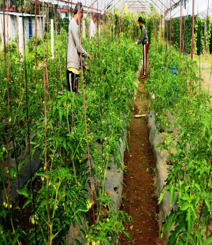 प्राङ्गारिक कृषि उत्पादनमा अग्रसर गराउँदै स्थानीय सरकार