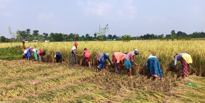 कैलालीका किसान धान भित्र्याउन व्यस्त