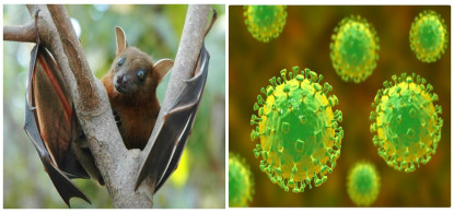 के हो निपाह भाइरस, कसरी सर्छ ?