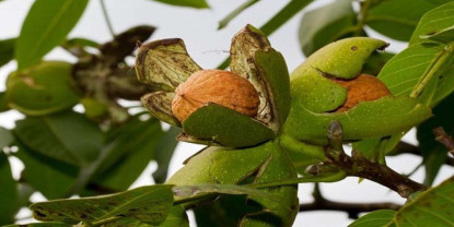 ओखरखेतीमा जुम्लाका किसान आकर्षित
