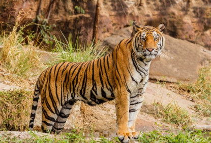 नेपालमा बाघको संख्या बढ्यो