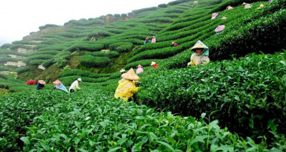 परिश्रमिक नबढाए आन्दोलन गर्ने चिया श्रमिकको चेतावनी