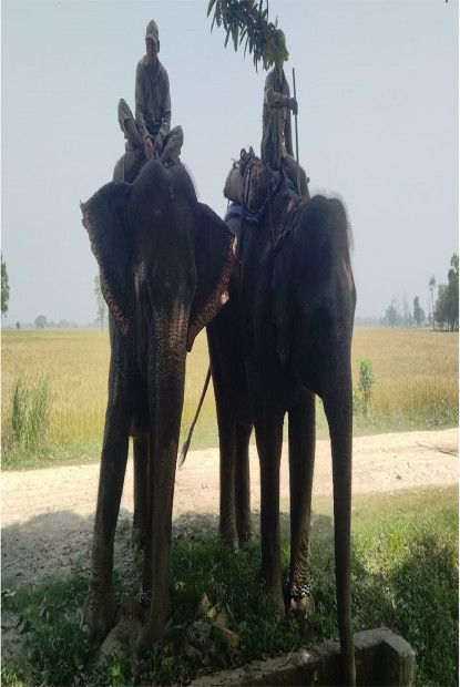 बिक्री गर्न भारततर्फ लगिएको हात्तीसहित तीन जना पक्राउ