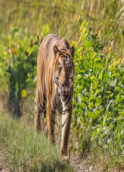 बाँकेमा बाघको आक्रमणबाट एक जनाको मृत्यू