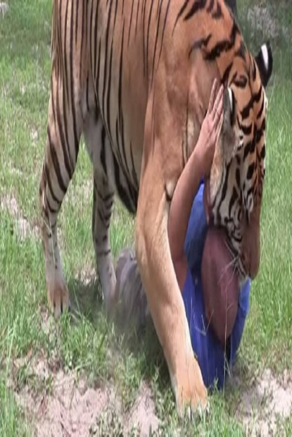 बाघको आक्रमणबाट मृत्यु