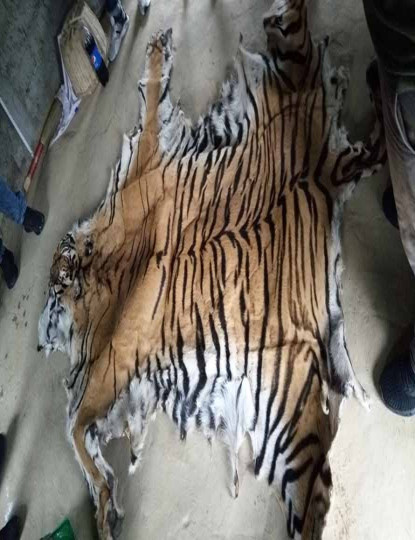 बाघको छालासहित एकजना पक्राउ