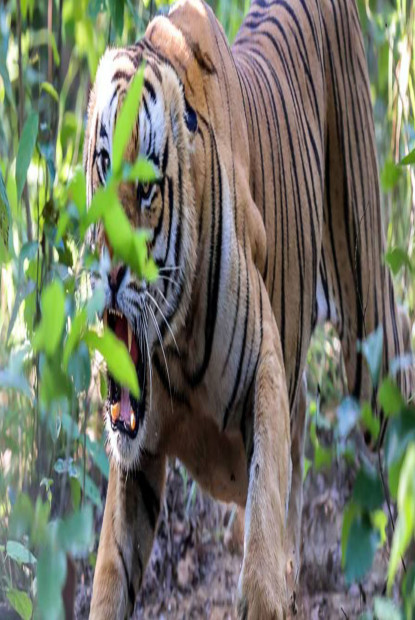 नेपालमा बाघको सङ्ख्या बढ्दै