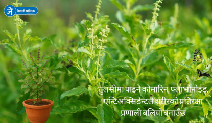 पवित्र तुलसीः स्वास्थ्य, विज्ञान र पूजा तीनैका लागि बहुगुणी