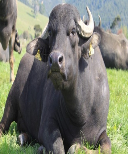 भर्चुअलबाट एसियन भैँसी सम्मेलन