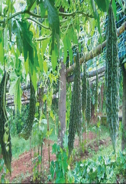तरकारी खेतीमा युवाको बढ्दो आकर्षण 