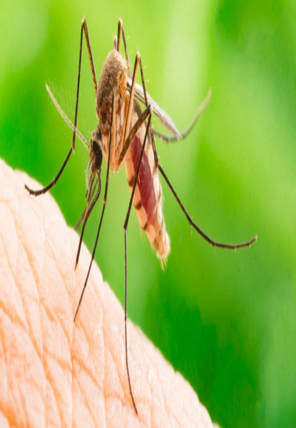 औलोमुक्त बनाउने अभियानमा आयातित औलोको चुनौती