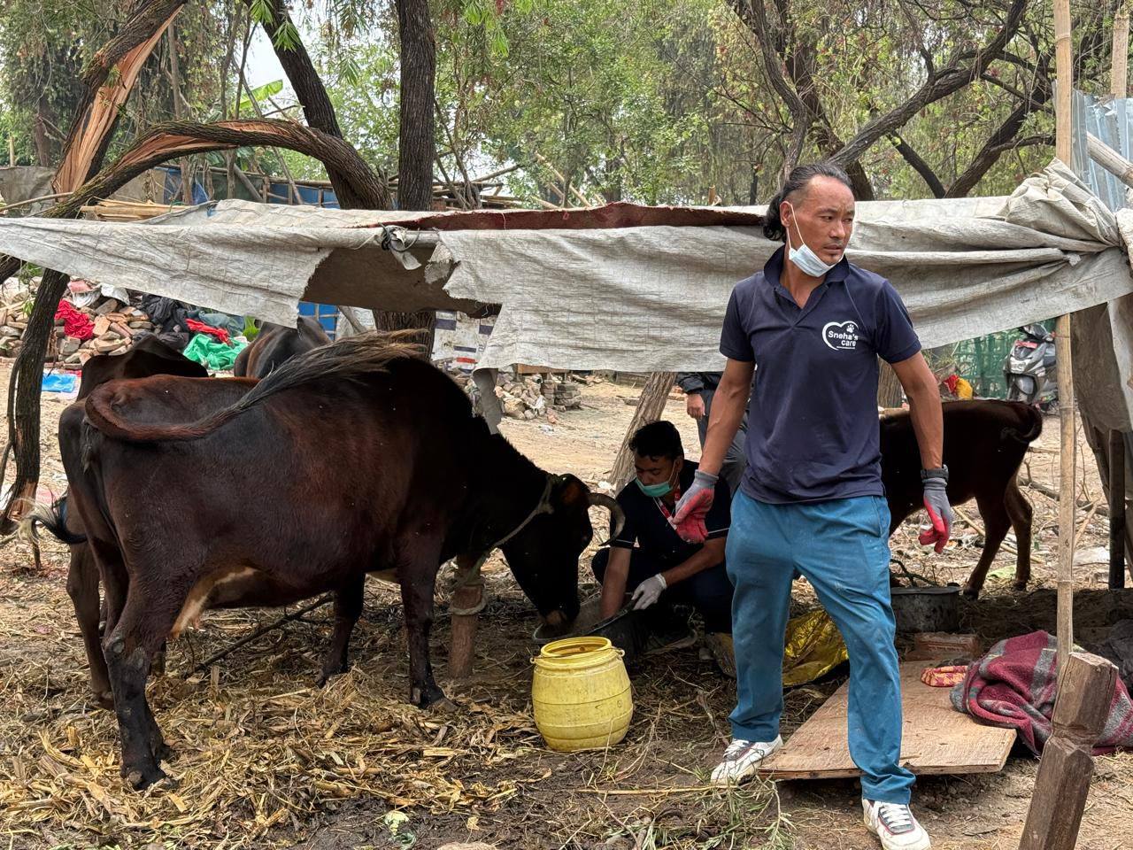 अव्यवस्थित बस्ती हटाउँदा चौपायाको व्यवस्थापनः काञ्जी हाउसमा पठाइयो