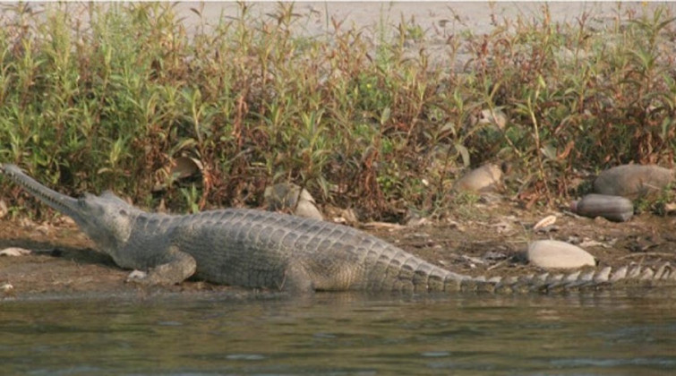 कैलाली र कञ्चनपुरमा जलपक्षी गणना सुरु