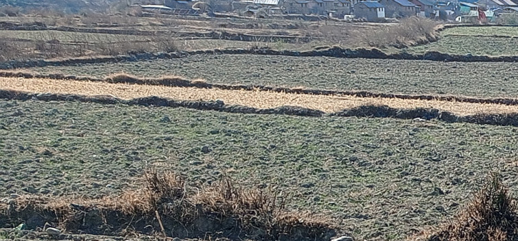 हिमपात नहुँदा खाद्यान्न बाली प्रभावित