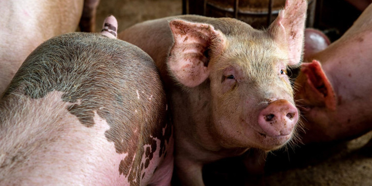 ‘अफ्रिकन स्वाइनफिभर’को जोखिम बढ्यो, सतर्कता अपनाउन आग्रह