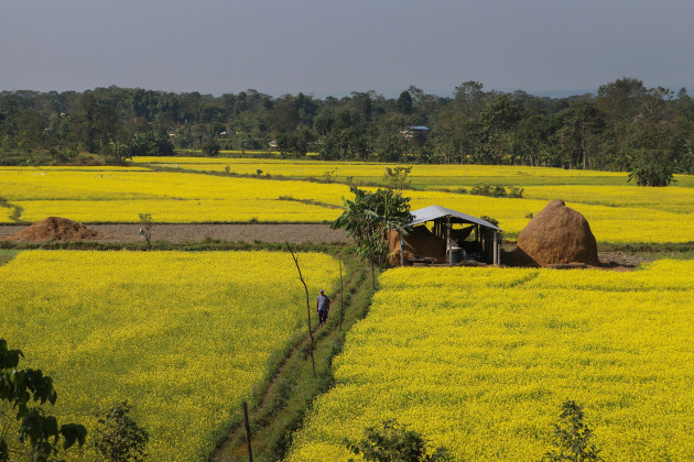 नवलपरासीका विभिन्न स्थानमा फुलेको तोरी (फोटो फिचर)