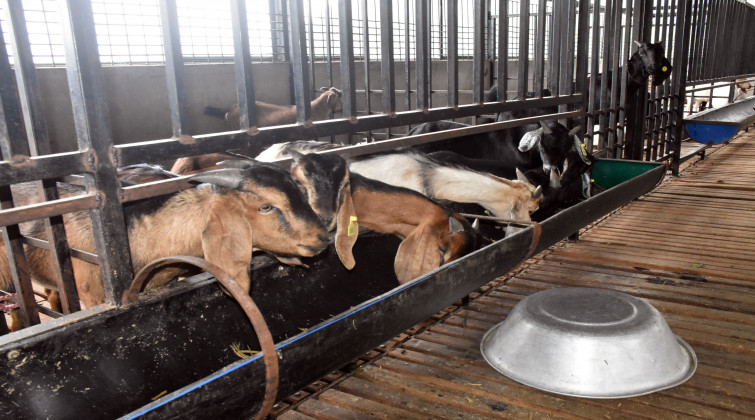बाख्रा फार्म सञ्चालनपछि गाउँमा नै रोजगारी