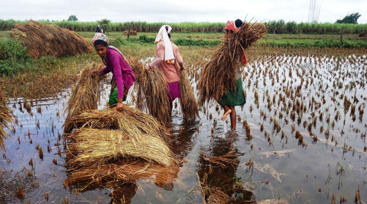 कञ्चनपुरमा १२ हजार हेक्टरको धान क्षति
