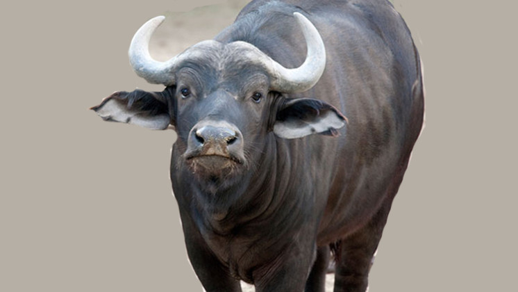 राँगोको मार हान्न तीन लाख १५ हजारको बोलकबोल !