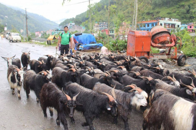 खाद्यले तोक्यो खसीबोकाको बिक्री मूल्य