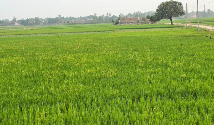 रौतहटका किसान धान रोपाइँको तयारीमा, मनसुनी वर्षाको प्रतीक्षा