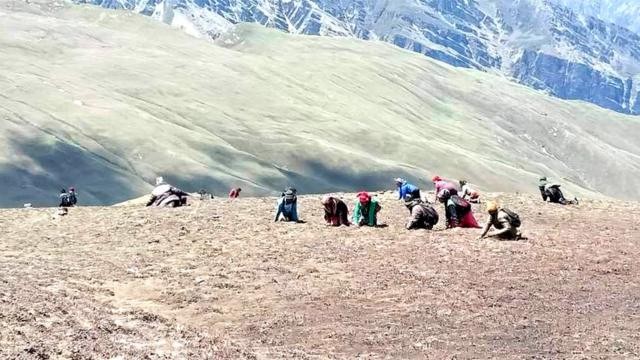 यार्सा टिप्न गएकी २२ वर्षिया यूवतीको मृत्यू