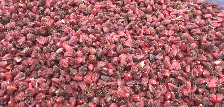 अलैँची बिक्रीबाट २० करोड आम्दानी