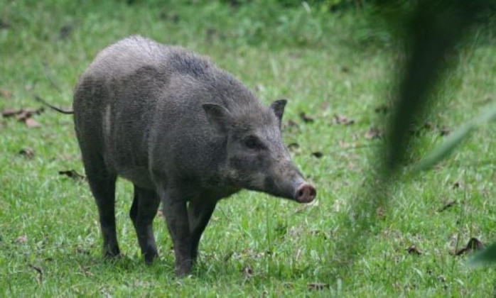 बँदेलको आक्रमणबाट एक जनाको मृत्यु