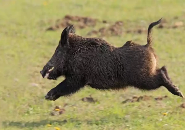 दैलेखमा बँदेलको आक्रमणमा परि एक जना घाइते