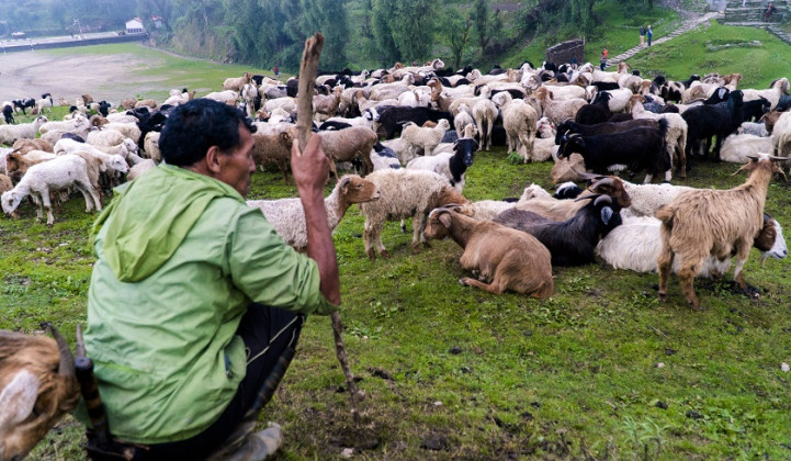 दुर्गमका जिल्लामा गोठालो भत्ता प्रभावकारी