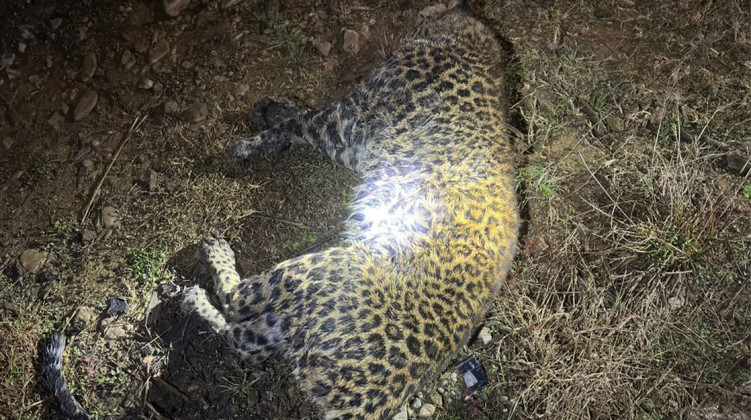 ललितपुरमा चितुवाको आक्रमण, स्थानीयले चितुवा मारेर व्यक्ति बचाए