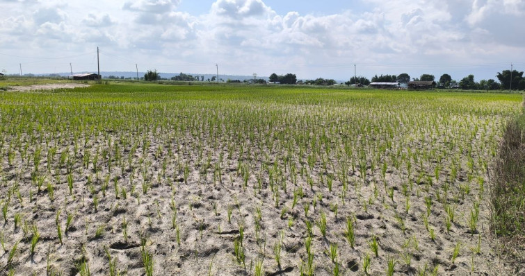 मनसुन प्रतिकूलका कारण धान उत्पादन घट्ने चिन्ता