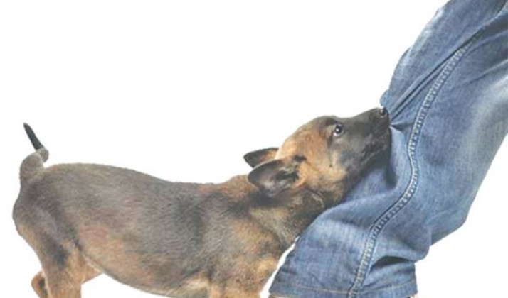 बौलाहा कुकुरको टोकाइबाट चितवनमा २५ जना घाइते