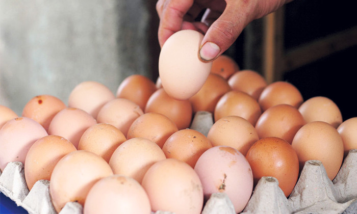 अन्डाको भाउ ५० रुपैयाँले बढ्यो 