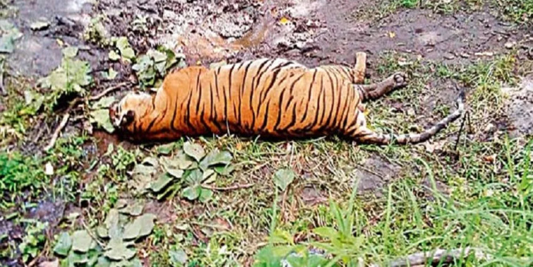 सात वर्षमा ३० बाघ मरे
