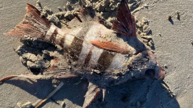 दक्षिण अस्ट्रेलियाको तटमा २ सय भन्दा बढी समुद्री जनावरको मृत्यु