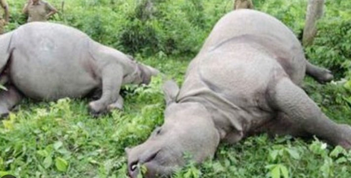 चितवन राष्ट्रिय निकुञ्जमा दुई गैंडा मृत भेटिए