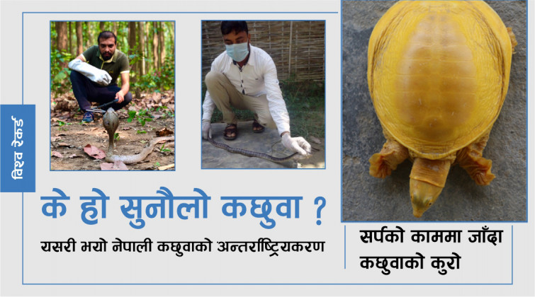 नेपालमा भेटिएको सुनौलो कछुवामा विश्वकै ध्यान