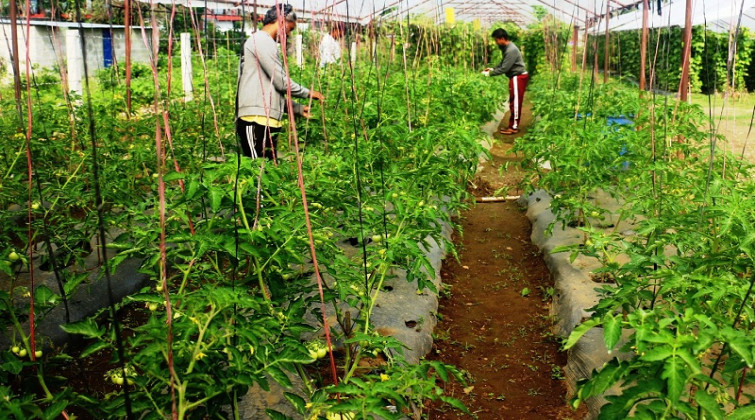 प्राङ्गारिक कृषि उत्पादनमा अग्रसर गराउँदै स्थानीय सरकार