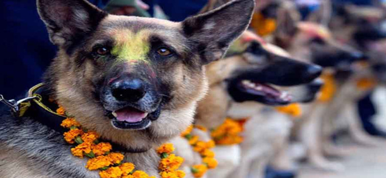 तिहारको तेस्रो दिन : नरक चतुर्दशी, कुकुर तिहार