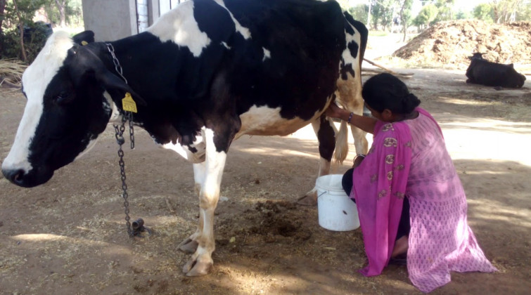 ‘दूध बेच्ने रहर छ, छोइन्छ भन्छन्, नबिक्ने डर छ’